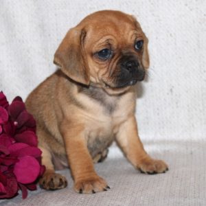 Charlotte- Puggle
