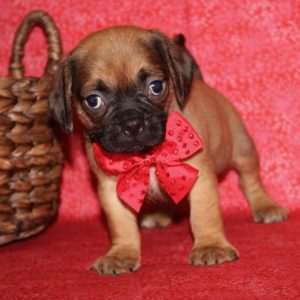 Chloe- Puggle