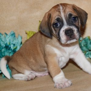 Oakley-Puggle