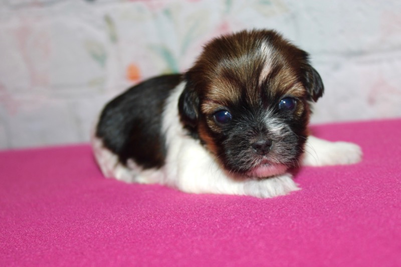 IMG_0342 - Puppy Place