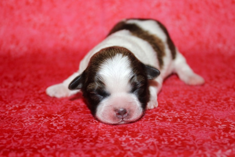 IMG_0398 - Puppy Place