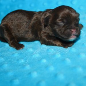 Kahlua