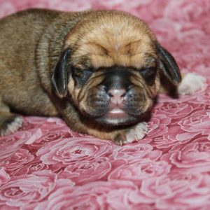 1st generation puggle puppies