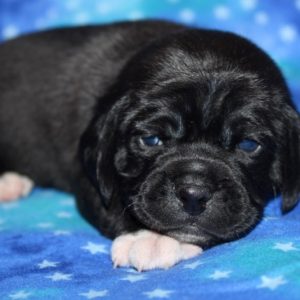 Murray- Puggle