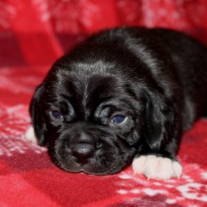 Magnum- Puggle