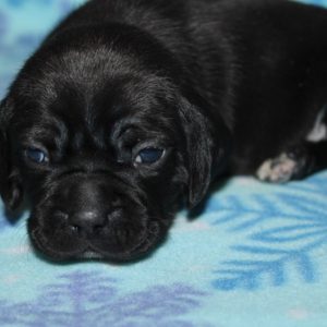 Milo- Puggle