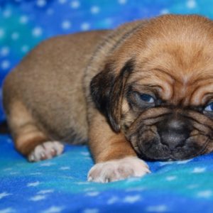 Moby- Puggle
