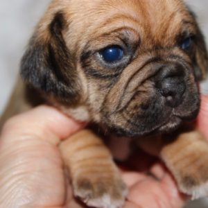 Mason-Puggle