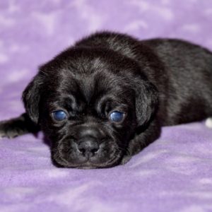 Mika- Puggle
