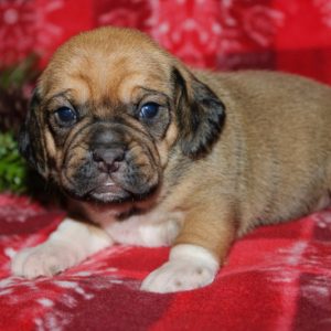 Mitzi- Puggle