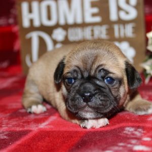 Newton- Pocket Puggle