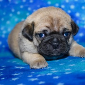 Nemo- Pocket Puggle
