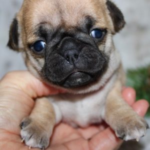 Nola- Pocket Puggle