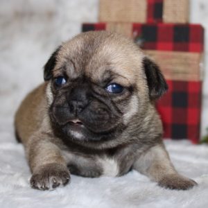 Nikita- Pocket Puggle