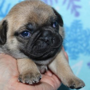Ollie- Pocket Puggle