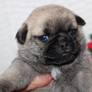 Olivia- Pocket Puggle