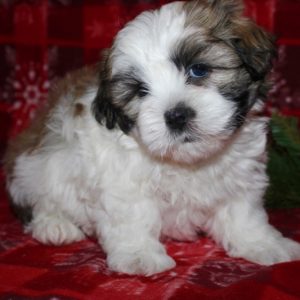 Hershey