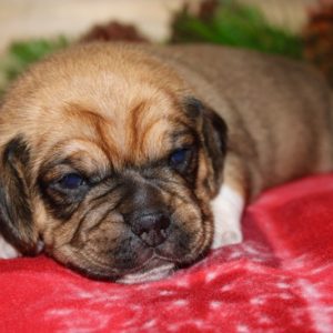 Spencer- Puggle