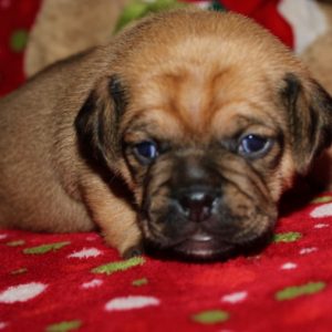Stella- Puggle
