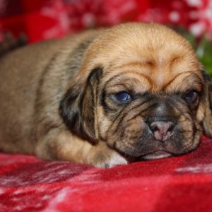 Sophie- Puggle