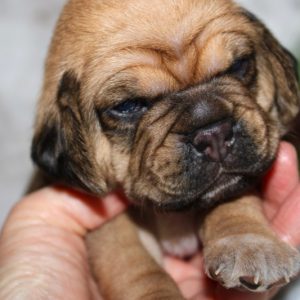 Saige- Puggle