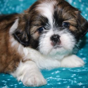 Cassidy- Shih Tzu