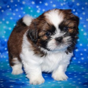 Copper- Shih Tzu