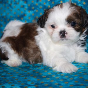Chevy- Shih Tzu