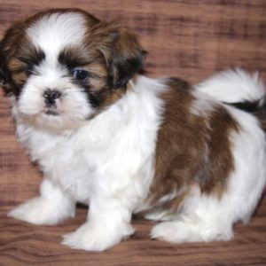 Colby- Shih Tzu