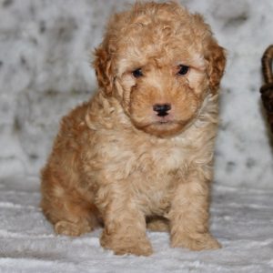 Bixbie