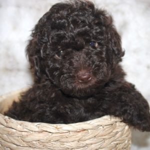 Benji