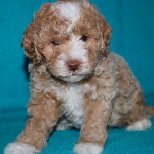 Auggie