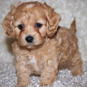 Addie
