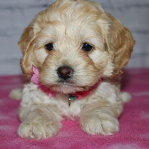 Daisy