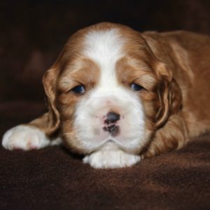 Hobbs- Cocker Spaniel
