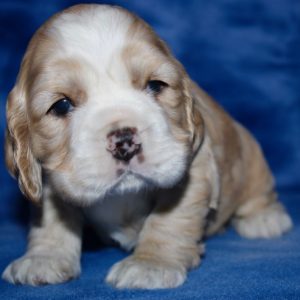 Hershey- Cocker Spaniel