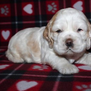 Hunter- Cocker Spaniel