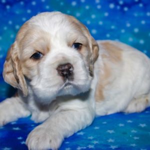 Harley- Cocker Spaniel