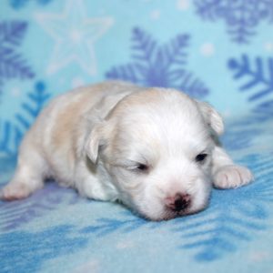 Flynn- Maltese