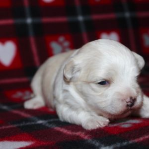 Flash- Maltese