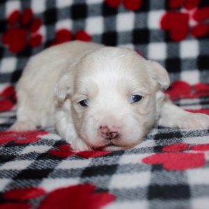 Felix- Maltese