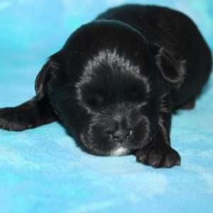 Marley