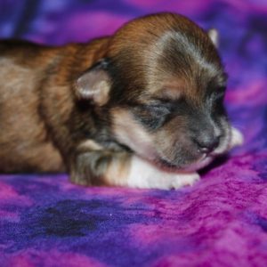 Nikki- Morkie
