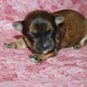 Natasha-Morkie