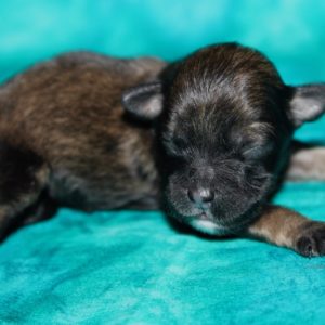 Oakley