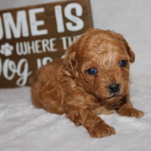 Java-Toy Poodle