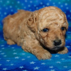 Jade- Toy Poodle