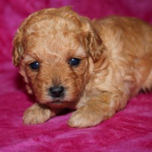 Josie- Toy Poodle