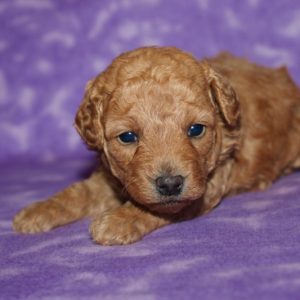 Jada- Toy Poodle