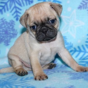 Peanut-Pocket Puggle